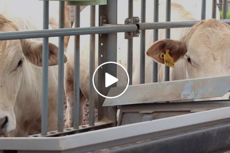 estatistica-para-controlar-epidemias-de-doencas-em-animais