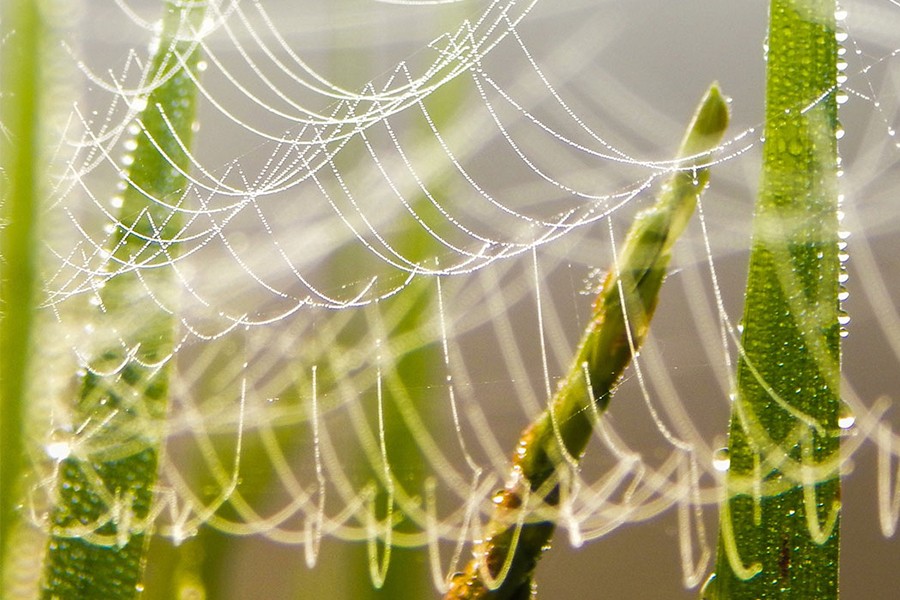 centro-de-inteligencia-artificial-tem-bolsas-de-pos-doutorado-para-o-desafio-agribio